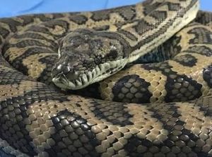 Geger Telan Sepatu, Apa Sebenarnya Makanan Ular Piton?