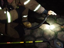 Ular Kobra yang Nyaris Gigit Anak di Bandung Dilepas ke Alam