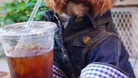 Bikin Gemas! Begini 12 Gaya Anjing Maltipoo Saat Ngopi hingga Minum Wine