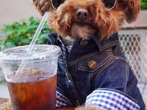 Bikin Gemas! Begini 12 Gaya Anjing Maltipoo Saat Ngopi hingga Minum Wine