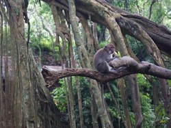 Gemasnya Monyet di Ubud Monkey Forest