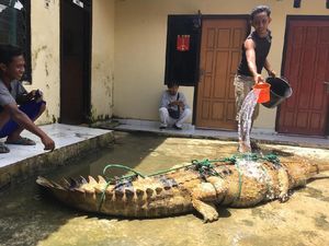 Akhir Kisah Meresahkan Buaya 3 Meter di Sumatera Selatan