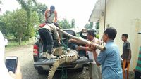 Foto: Butuh 5 Orang Angkat Buaya 3 Meter yang Bikin Geger Sumsel
