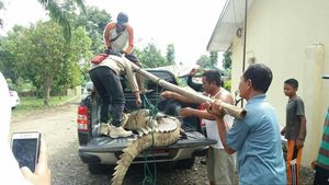 Foto: Butuh 5 Orang Angkat Buaya 3 Meter yang Bikin Geger Sumsel