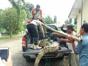 Bikin Resah Warga, Ini Penampakan Buaya 3 Meter Saat Ditangkap Bikin Resah Warga, Ini Penampakan Buaya 3 Meter Saat Ditangkap