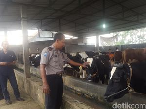 Cerita Aiptu Wahyudin Ternak Sapi untuk Bantu Yatim Piatu