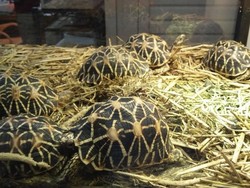 Kura-kura yang Terancam Punah Diperdagangkan di Indonesia