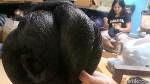 Melihat Pembuatan Rambut Palsu di Purbalingga