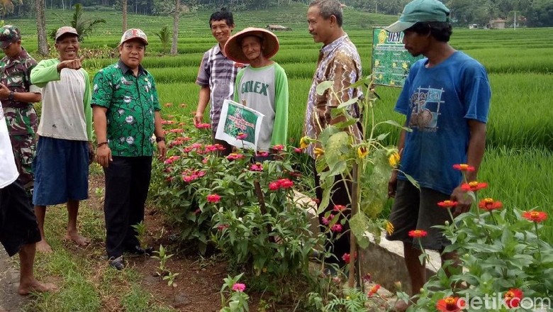 Rahasia Petani Banjarnegara Usir Hama dengan Bunga Refugia Rahasia Petani Banjarnegara Usir Hama dengan Bunga Refugia