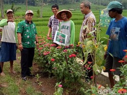 Rahasia Petani Banjarnegara Usir Hama dengan Bunga Refugia
