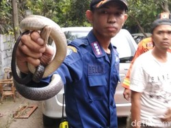 Ini Bella, Petugas Damkar Bandung yang Sudah Evakuasi 30 Ular