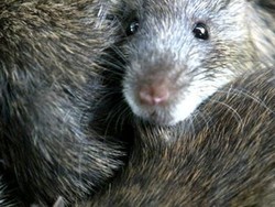 Warga Kota Adelaide Dipusingi Meningkatnya Jumlah Tikus