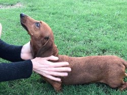 Jilatan Anjing Membuat Tangan dan Kaki Pria Ini Harus Diamputasi