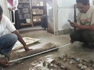 Seberapa Besar Sih Fosil yang Ditemukan di Ngawi?