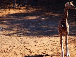 Penampilan Perdana Bayi Jerapah di Kebun Binatang Perth