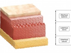 Ilmuwan Temukan Organ Baru dalam Tubuh Manusia