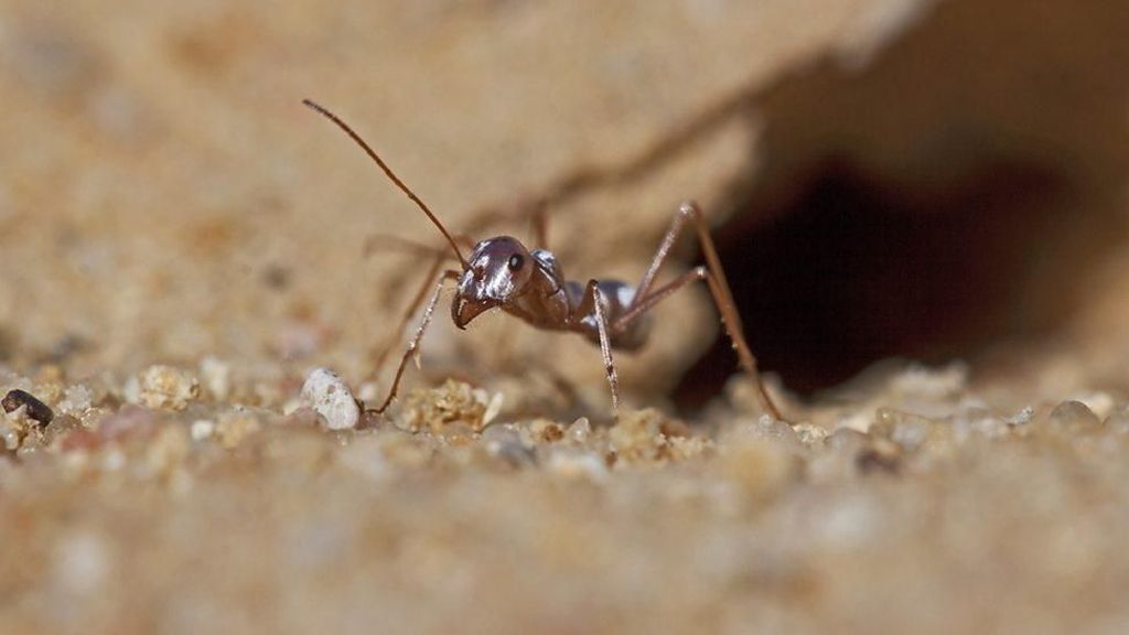 Afrika yang Belum Pernah Kamu Lihat: Salju Hingga Semut Perak Afrika yang Belum Pernah Kamu Lihat: Salju Hingga Semut Perak