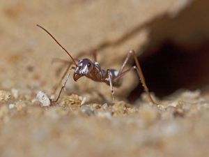 Afrika yang Belum Pernah Kamu Lihat: Salju Hingga Semut Perak