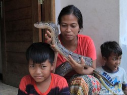 Keahlian Lusi Neng Kobra Menangkap Ular Turun ke Anaknya