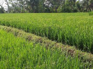 Lahan Pertanian Ditambah 250 Ribu Ha, Lokasinya hingga Bukit Lahan Pertanian Ditambah 250 Ribu Ha, Lokasinya hingga Bukit