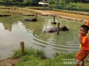 Mau Main Sama Kerbau, Domba, dan Lainnya Dekat Jakarta, Bisa!