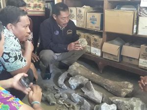 Museum Trinil Dilibatkan Teliti Temuan Dugaan Fosil di Ngawi