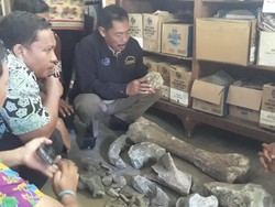 Museum Trinil Dilibatkan Teliti Temuan Dugaan Fosil di Ngawi