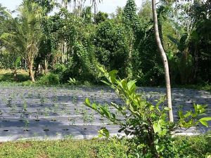 195 Ha Lahan di Bondowoso Dikembangkan untuk Pertanian Organik