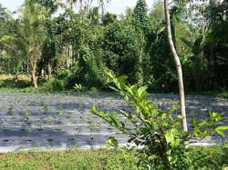 195 Ha Lahan di Bondowoso Dikembangkan untuk Pertanian Organik