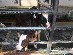 5 Tempat Wisata Edukasi Anak Bertema Peternakan di Indonesia