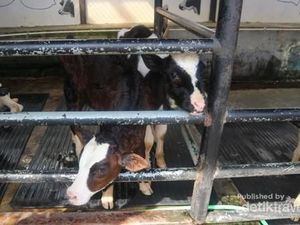 Libur Paskah ke Mana? Yuk Bermain dengan Anak Sapi di Bandung Libur Paskah ke Mana? Yuk Bermain dengan Anak Sapi di Bandung