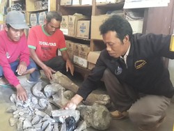 Temuan Tulang di Ngawi, BPCB Trowulan: Itu Fosil Gajah Purba