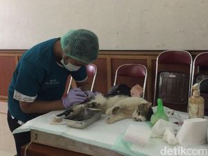 Puluhan Kucing Jantan di Duren Sawit Dikebiri Puluhan Kucing Jantan di Duren Sawit Dikebiri