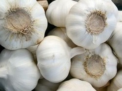 Kementan Sikat Pengedar Benih Bawang Putih Palsu