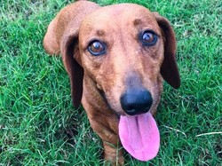 Ajaib! Anjing ini Hidup Lagi Setelah Digigit Ular Berbisa