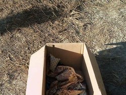 Warga Bojonegoro Temukan Bayi Perempuan di Pinggir Sungai