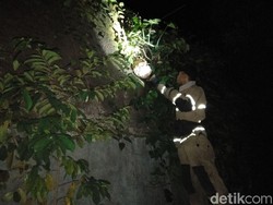 Diserang Tawon, Ibu Rumah Tangga di Bandung Dilarikan ke RS