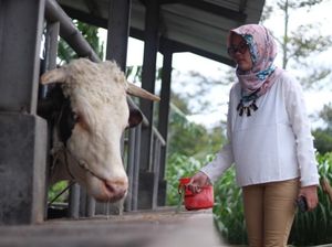 Kampung Susu Kalipucang, Paket Lengkap Wisata di Pasuruan