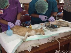 Foto: Petugas Medis Kebiri Puluhan Kucing Jantan di Jaktim Foto: Petugas Medis Kebiri Puluhan Kucing Jantan di Jaktim