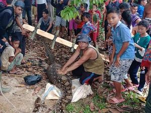 Usai Mangsa Hewan, Berat Piton di Jambi Naik Jadi 100 Kg