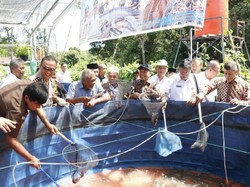 Giliran Sumsel Panen Budidaya Lele ala Susi