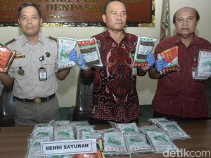 13,5 Kg Benih Sayur Ilegal dan Berbakteri di Bali Dimusnahkan 13,5 Kg Benih Sayur Ilegal dan Berbakteri di Bali Dimusnahkan