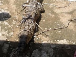 Buaya Panjang 2 Meter Ditangkap di Pemandian Anak-anak