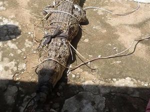 Buaya Panjang 2 Meter Ditangkap di Pemandian Anak-anak Buaya Panjang 2 Meter Ditangkap di Pemandian Anak-anak