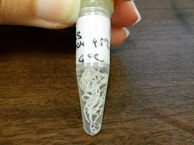 Cacing Anisakis Sp Ditemukan di Ikan Makarel, Seperti Apa Sih Bentuknya?