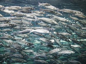 Ngeri! Perubahan Iklim Ternyata Menyebabkan Bobot Ikan Menyusut