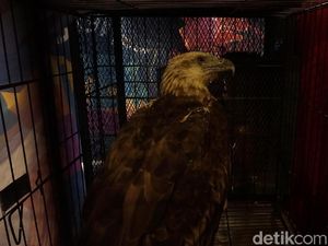 Jual Burung Maskot DKI via Online, Rudi Ditangkap Polisi Jual Burung Maskot DKI via Online, Rudi Ditangkap Polisi