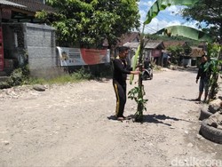 Jalan Rusak di Jampang Sukabumi Ditanami Pohon Pisang