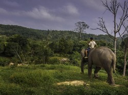 Aktivis di Riau Lanjutkan Kamping Protes Habitat Gajah Jadi Jalan Lingkar