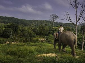 Aktivis di Riau Lanjutkan Kamping Protes Habitat Gajah Jadi Jalan Lingkar Aktivis di Riau Lanjutkan Kamping Protes Habitat Gajah Jadi Jalan Lingkar